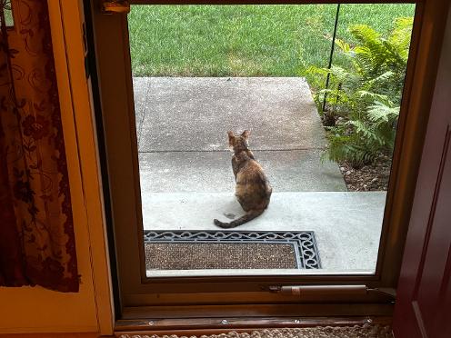 domestic cat